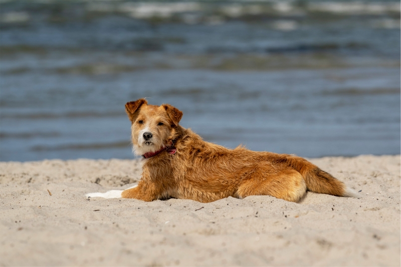Hund am Hundestrand liegend im Sand