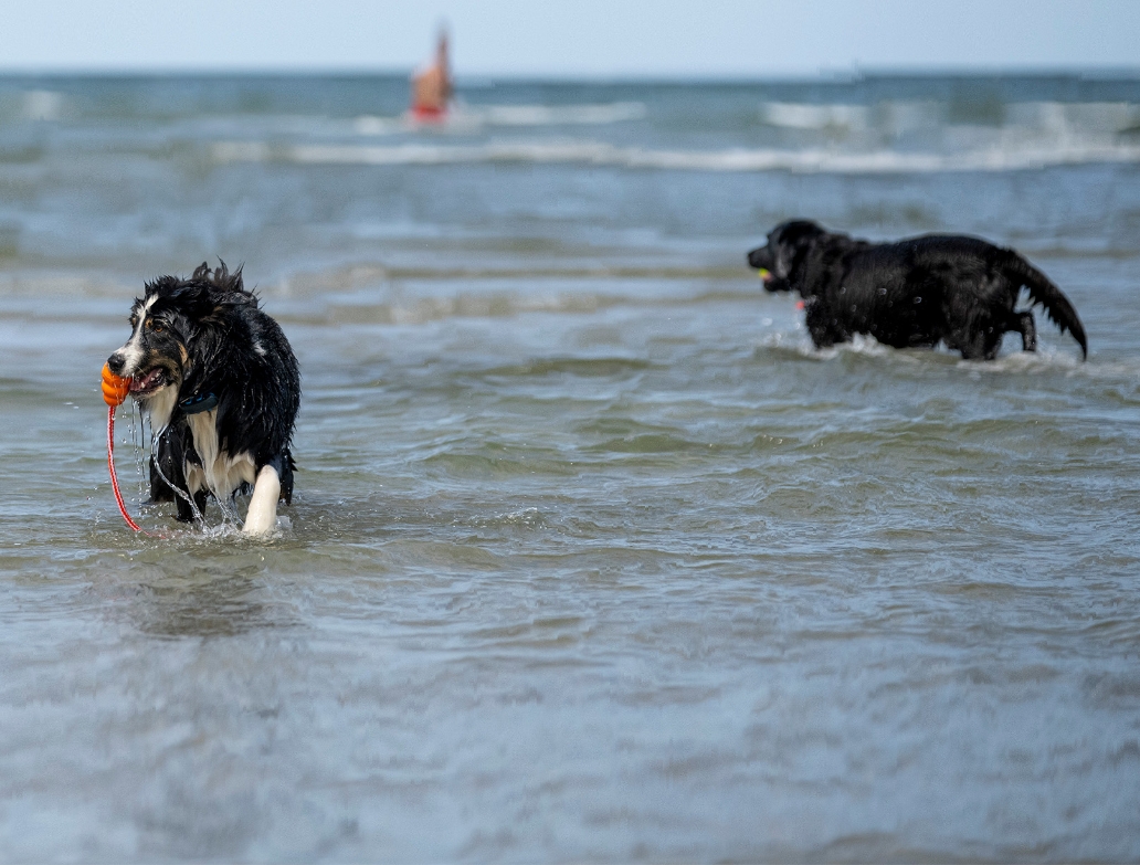 Hund am Hundestrand