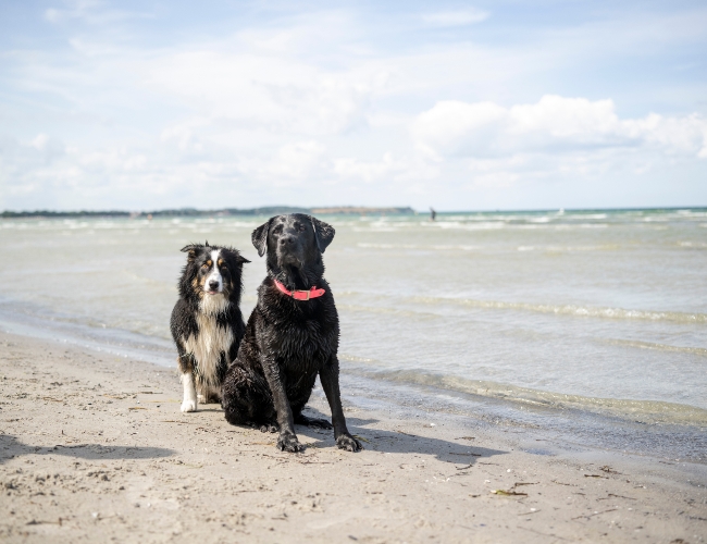 Hunde am Hundestrand © ©Till Werner Zwei Hunde am Hundestrand