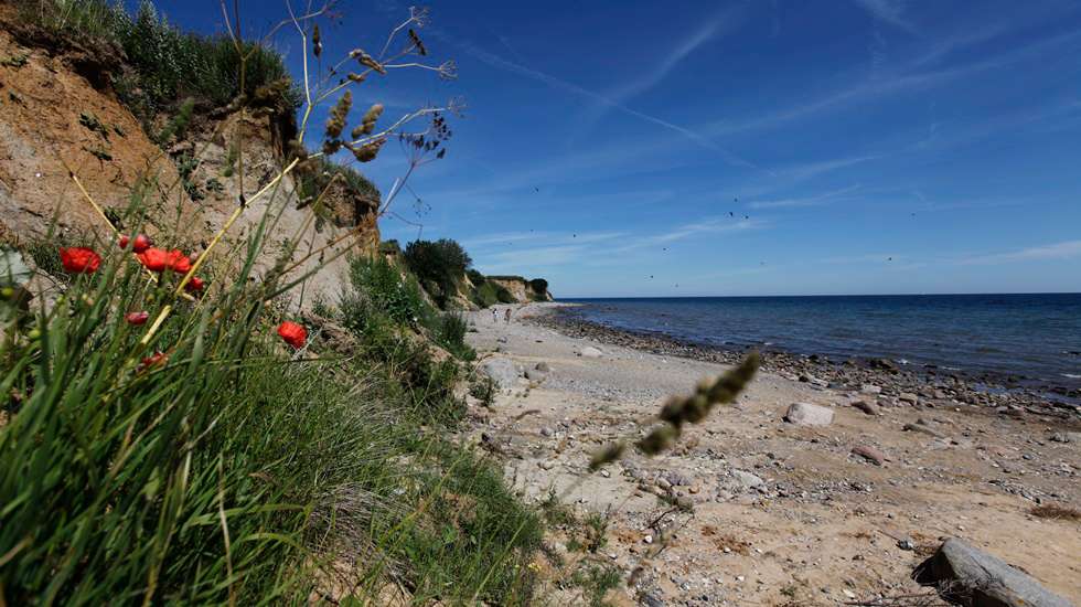 Steilküste in Redewisch mit Mohn