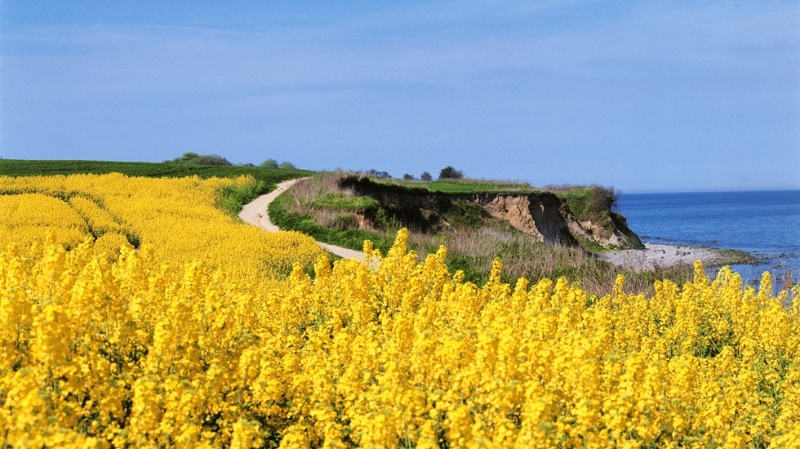 Steilküste in Redewisch mit Raps