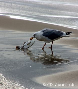 Fische in der Ostsee