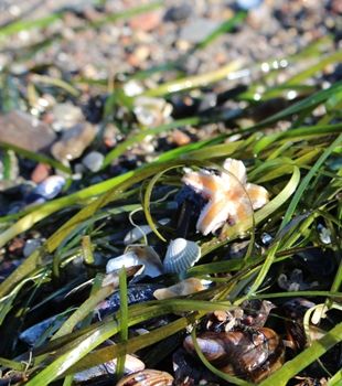 Tiere des Meeres Seesterne Miesmuscheln